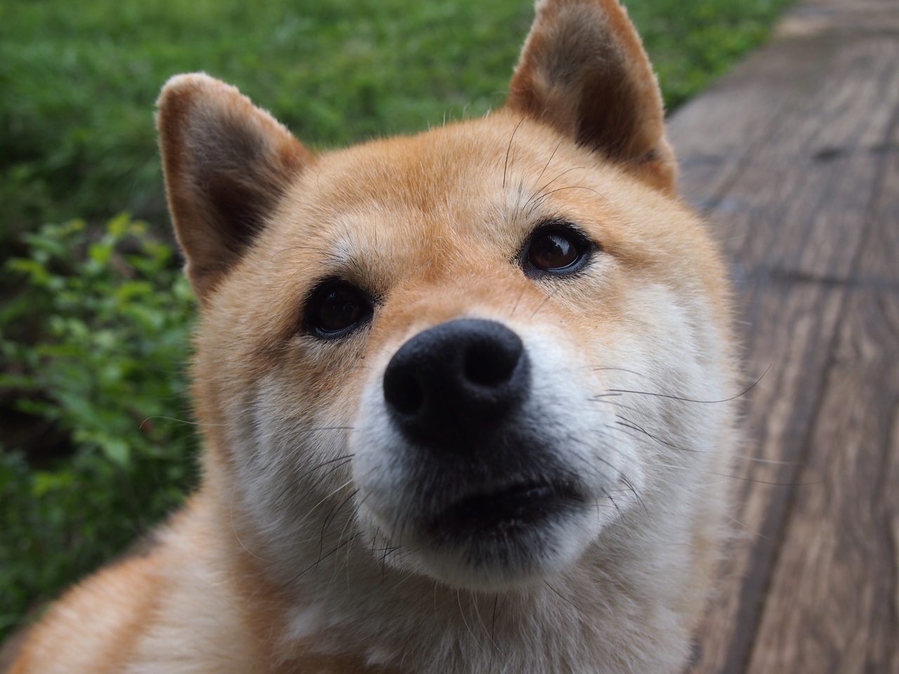 曼城欧冠决赛轻取塞内加尔新军,帕尔默魔法般接管比赛