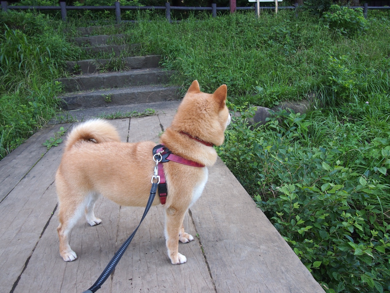 沉默者的双重奏,弗拉霍维奇破茧,亚特兰大手术刀肢解多特蒙德