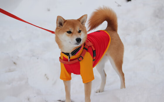 极速交锋,F1街道赛与黄色潜水艇的突破战术—当比利亚雷亚尔冲垮威尔士防线
