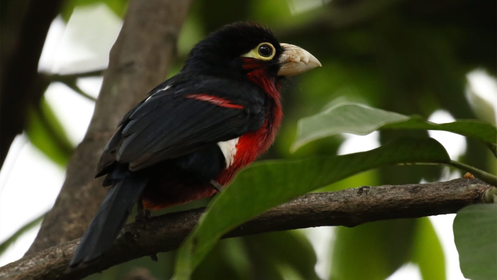 国家队剿灭俱乐部，一场定义足球本质的友谊赛，马丁内利扮演了最意外的胜负手
