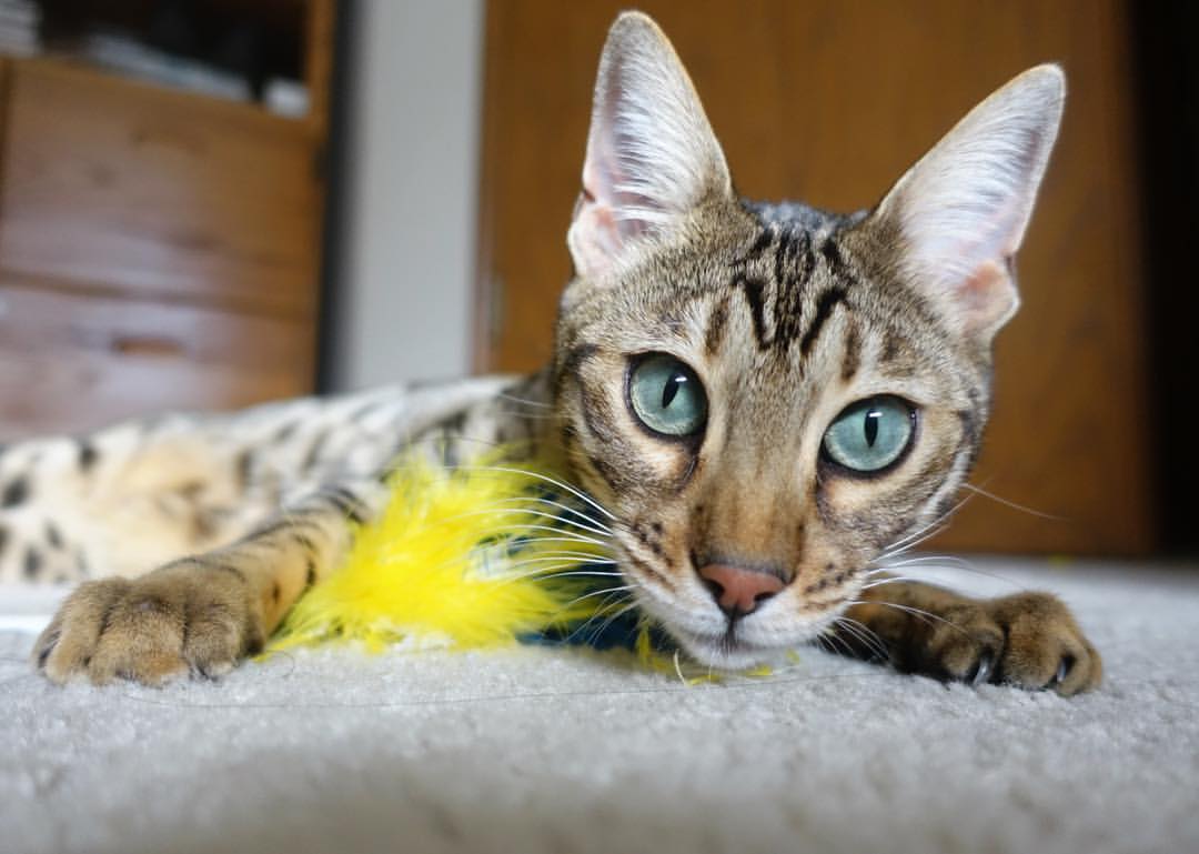 新大陆的炮火，当奥纳纳的扑救如征服者般收割AC米兰