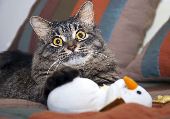 教科书级的个人秀与团队火力交响，英格拉姆完美演绎，尼克斯全面压制活塞