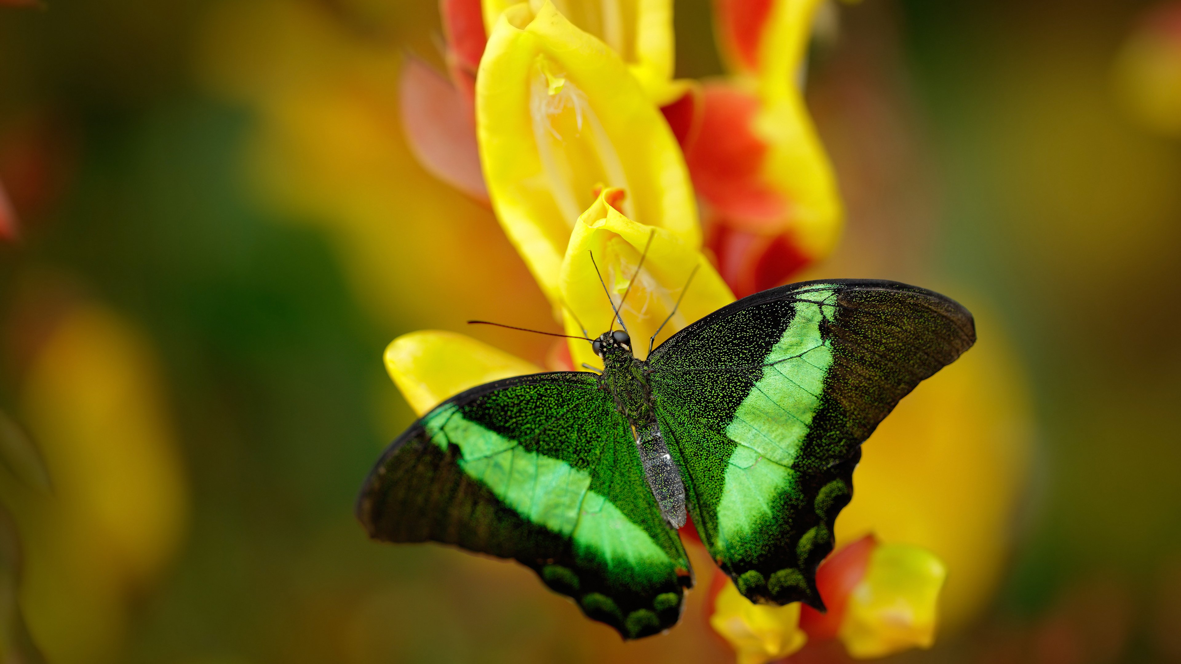 惊心动魄间，一道冷静的光，巴尔韦德如何杀死了塞内加尔的悬念