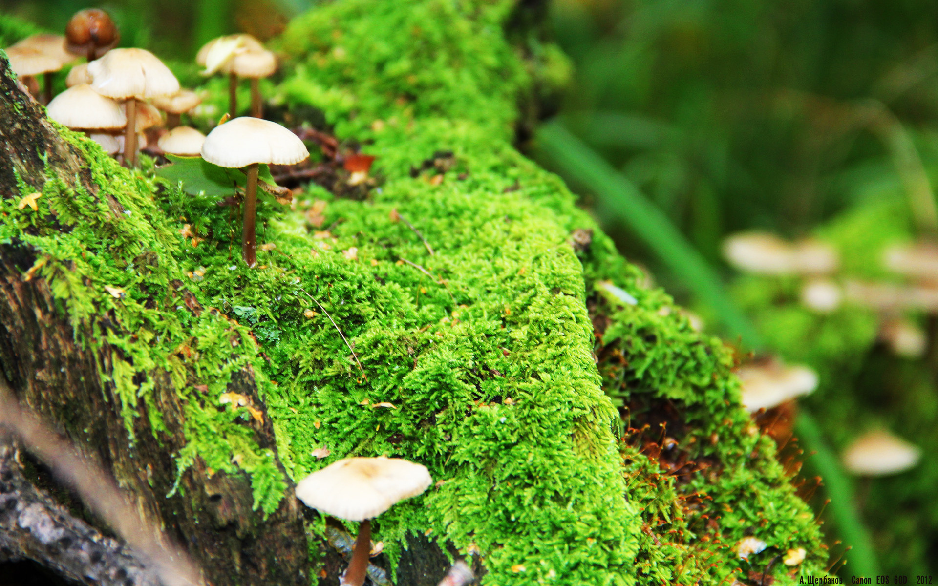 隔空斩龙,当杜兰特空降浙江,一场篮球元宇宙的终极审判