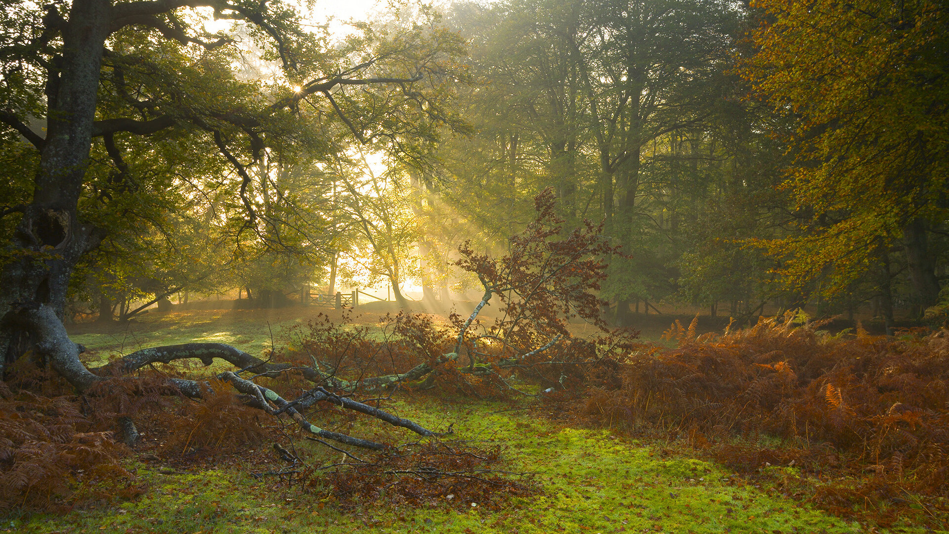 冰与火之歌，克莱·汤普森在掘金与老鹰的鏖战中接管季后赛舞台