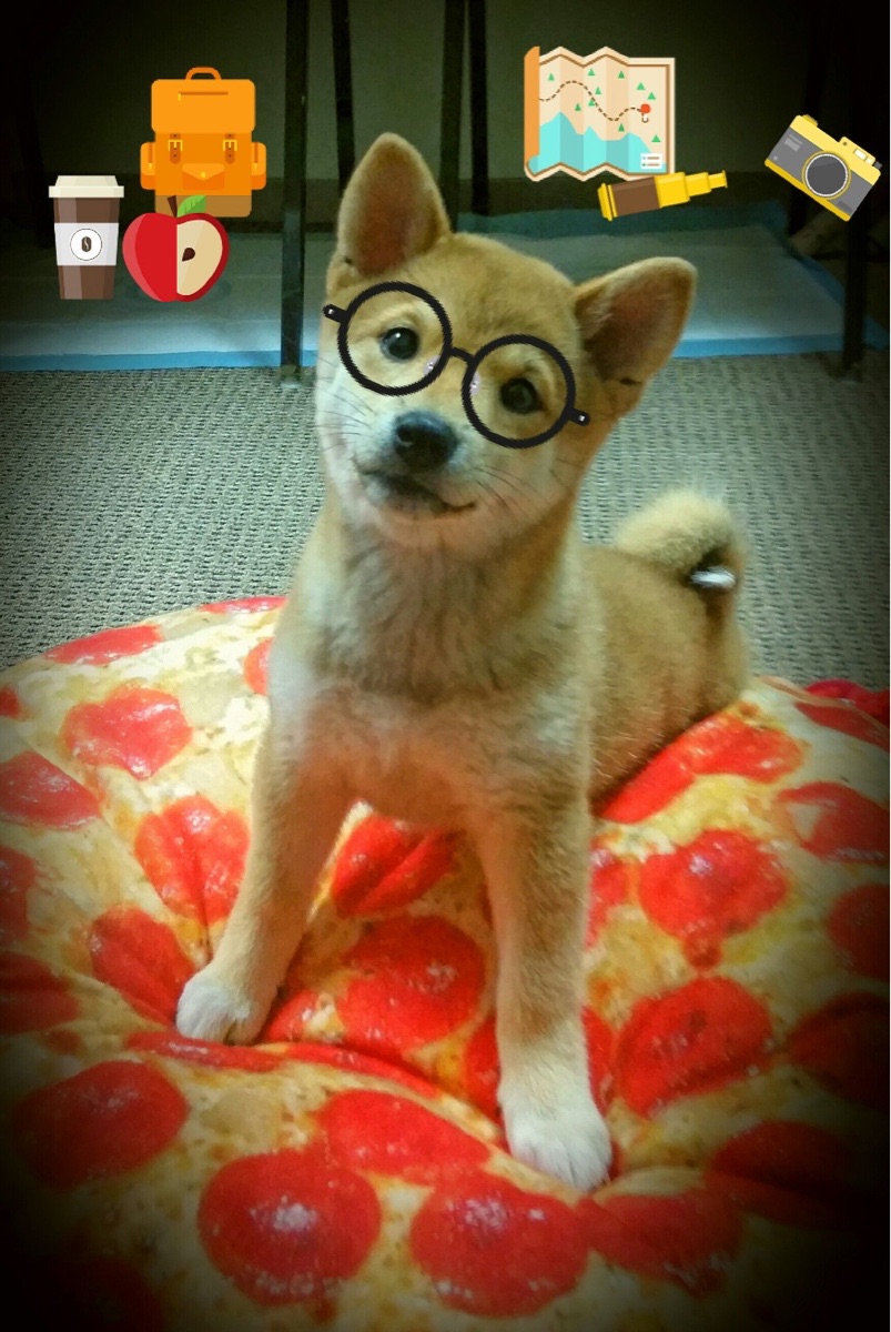 武切维奇关键先生降临，北京队闪电战速胜雷霆