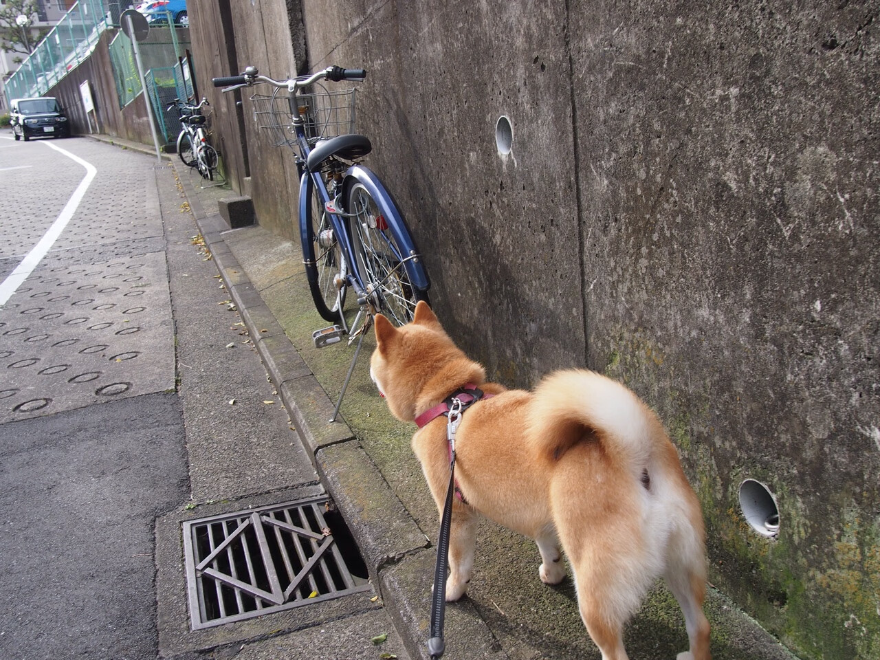 当湖人一波流惊艳世界，库里则在更大舞台闪耀着孤星之光
