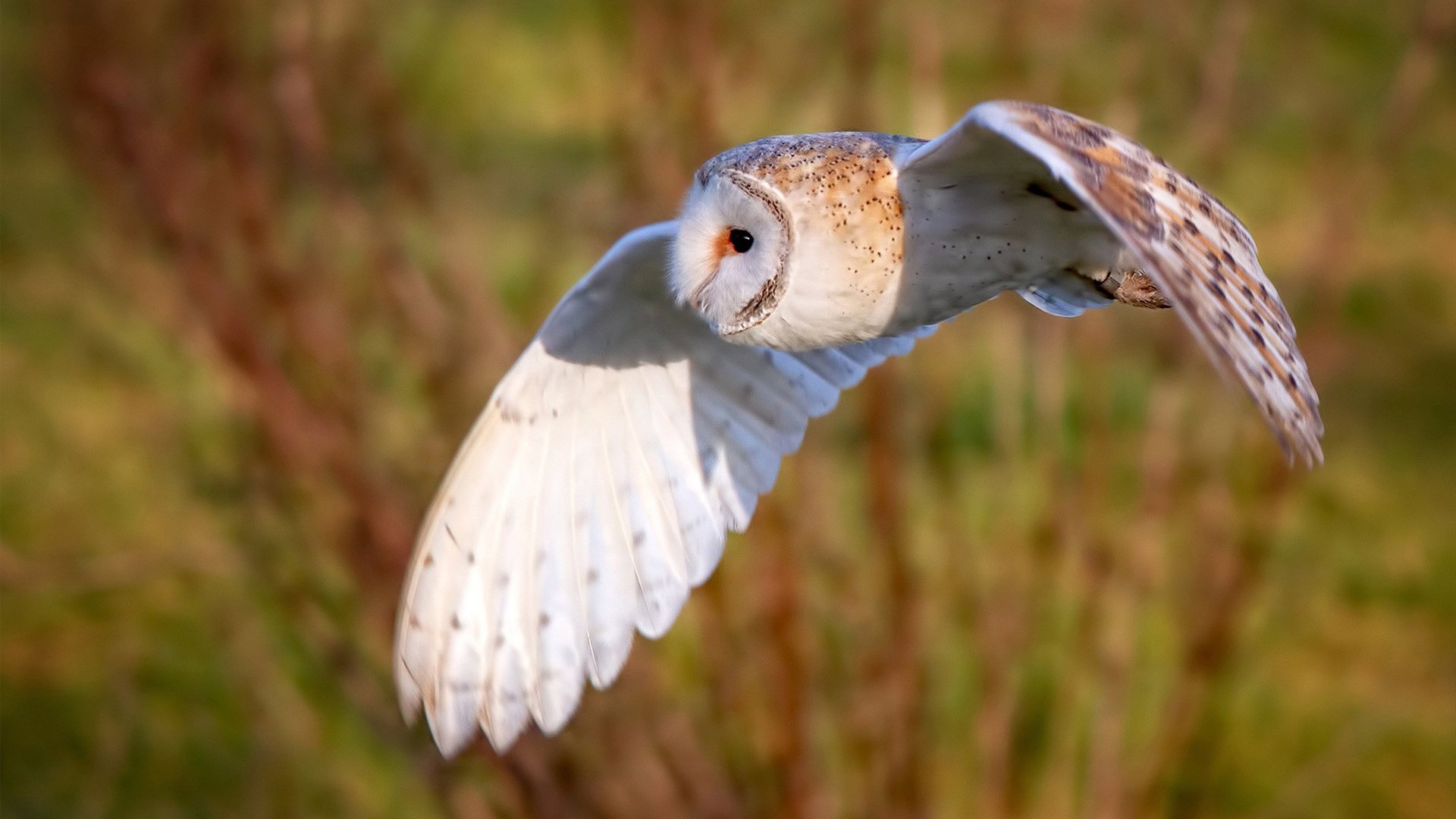 跨洲际足球盛宴，墨西哥重压之下，韩国如何应对欧冠式淘汰赛焦点战