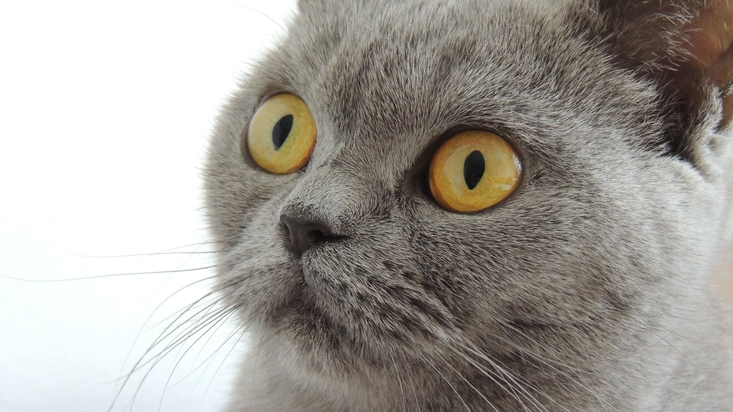 足篮梦幻联动!欧冠之夜上演篮网斩活塞 东契奇虚拟对决引爆跨次元狂欢