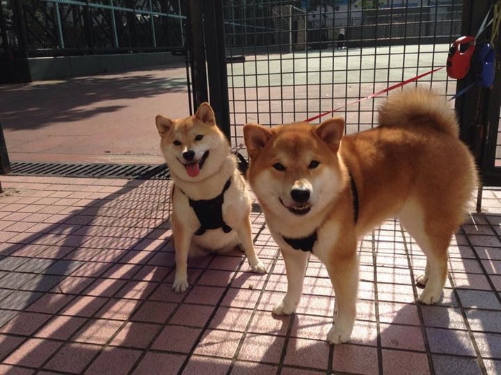 当字母哥空降独行侠对阵国王，一场平行宇宙的关键战