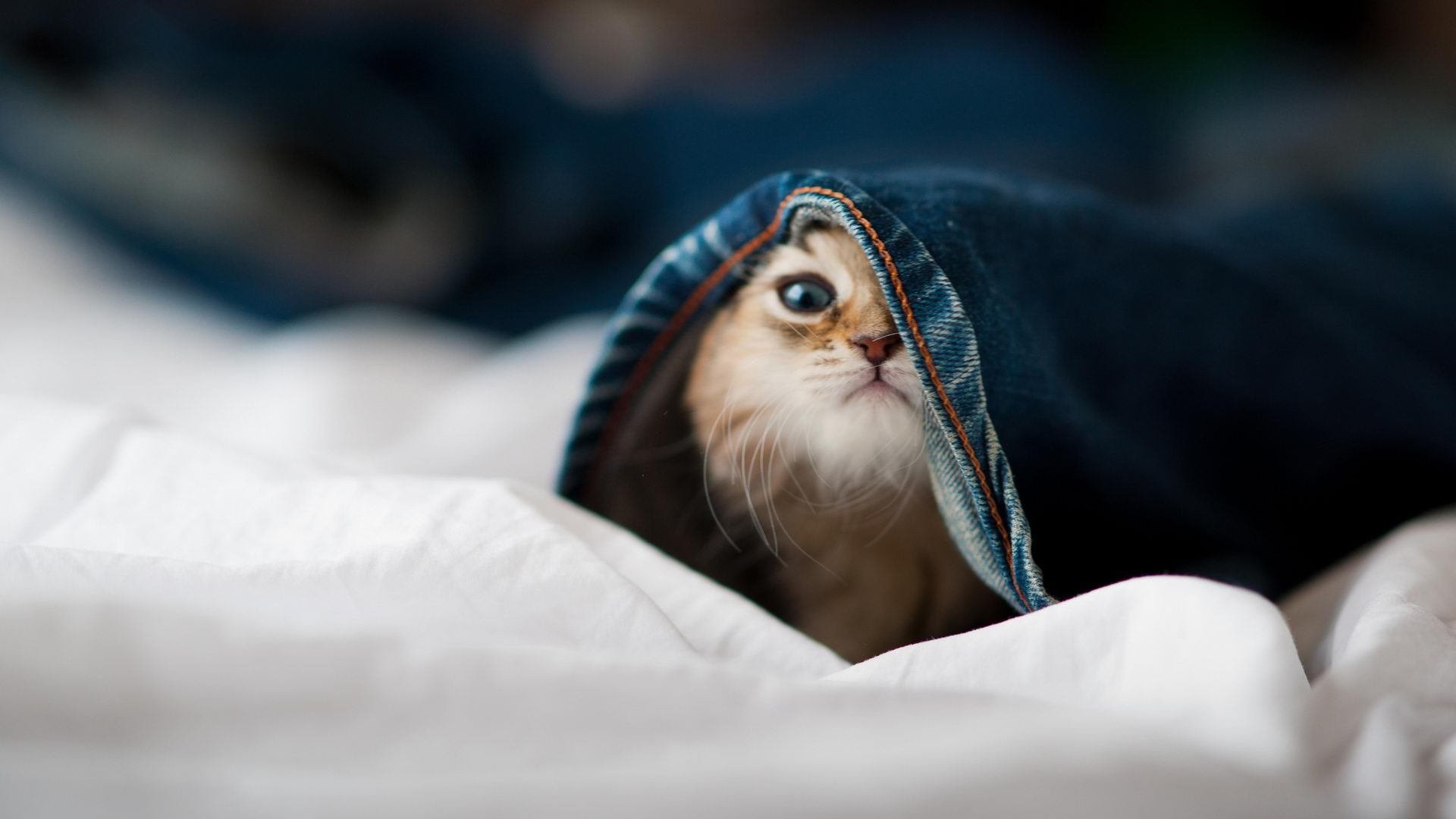 钢铁防线与德意志意志，卡瓦哈尔如何用统治级表现击溃亚特兰大的华丽进攻