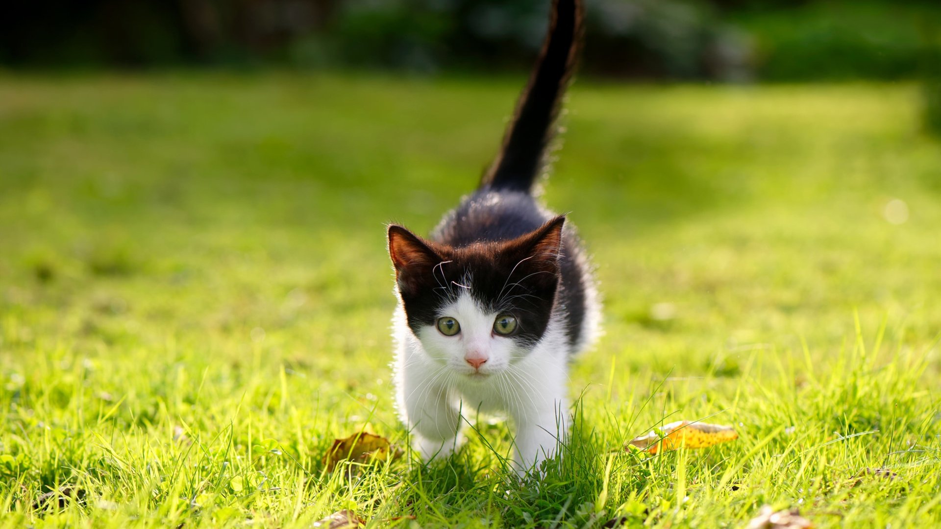 刺穿宿命的牢笼,罗德里戈在维罗德隆的窒息高压下完成救赎爆发