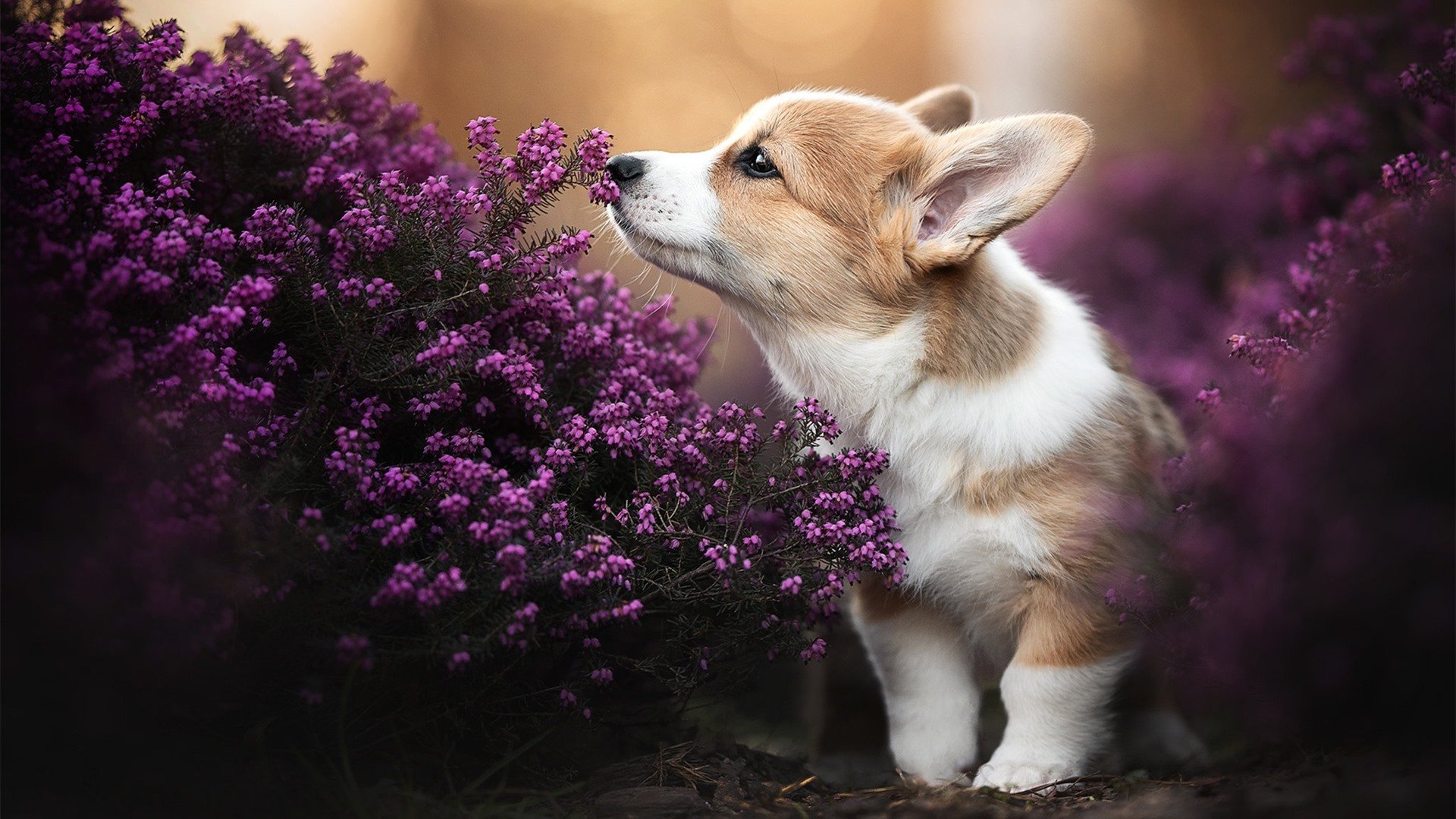 刺穿宿命的牢笼,罗德里戈在维罗德隆的窒息高压下完成救赎爆发