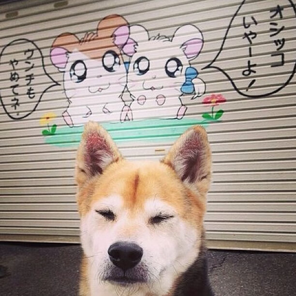 欧冠淘汰赛焦点战再现，猛龙最后时刻力克凯尔特人，篮球场上演终极对决