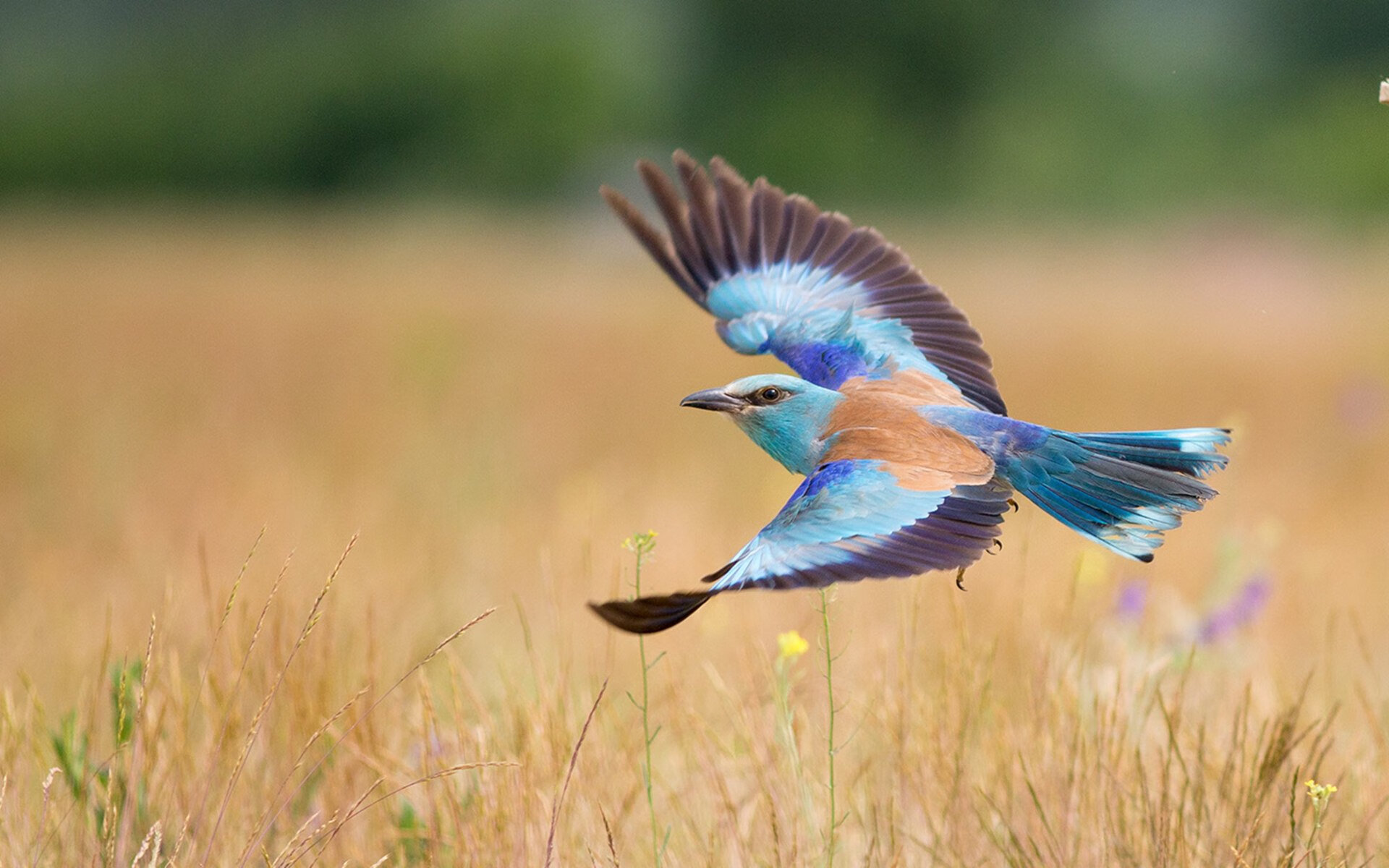 毕尔巴鄂铁血强压南美劲旅，巴雷拉一锤定音定乾坤