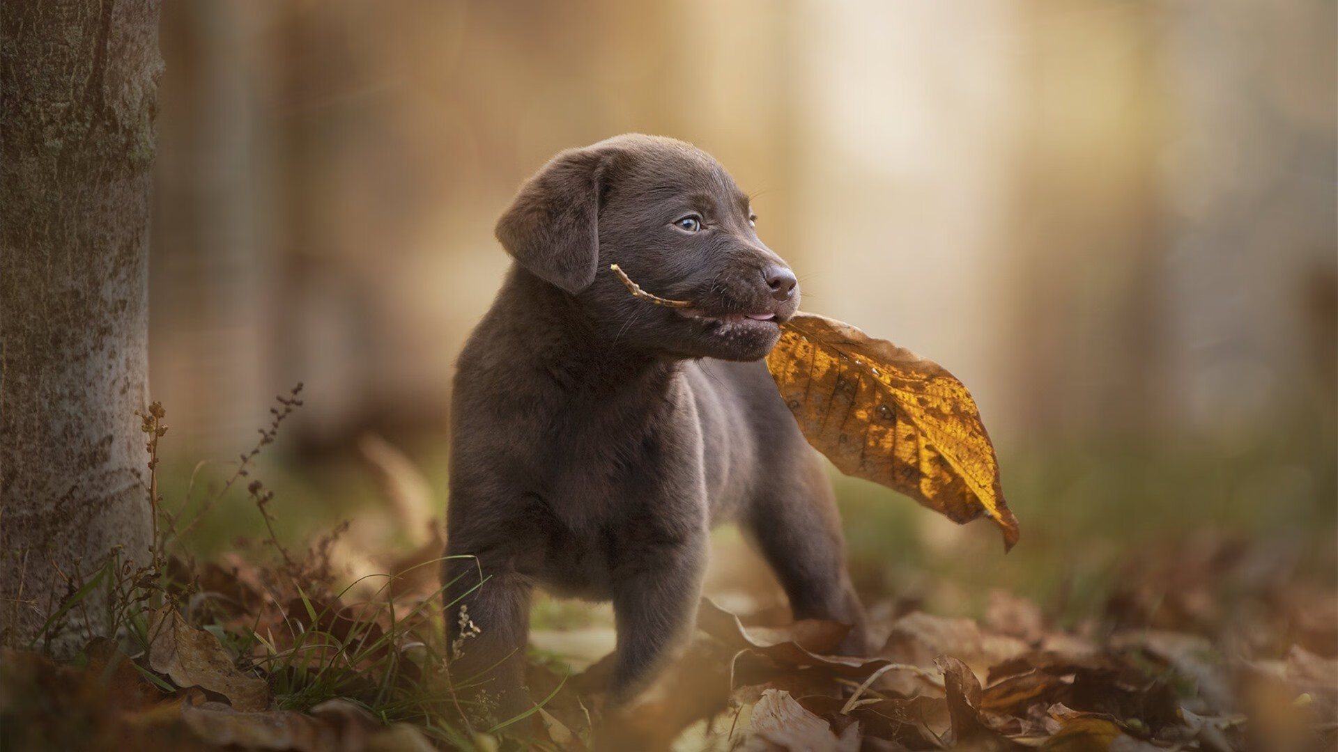 当马里横扫瑞士，库尔图瓦如何成为欧洲红魔的双线关键先生