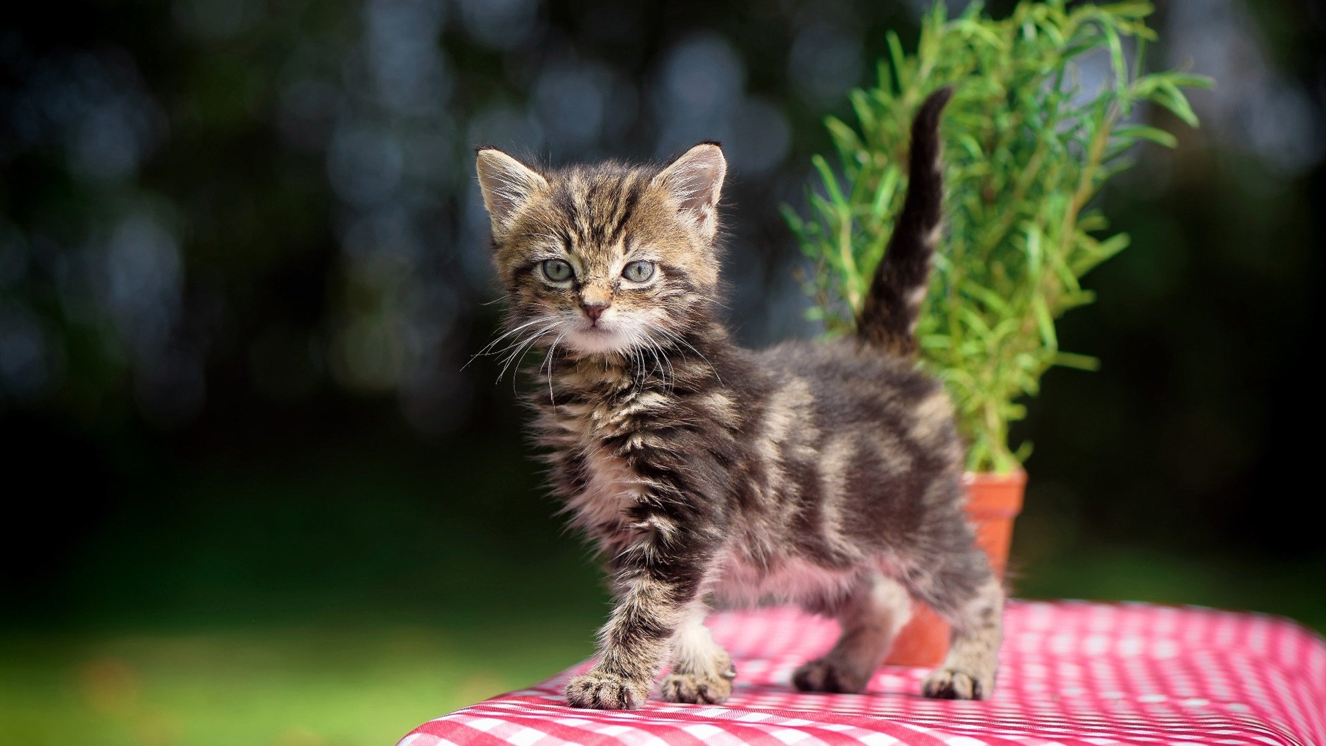 芝加哥没有克莱·汤普森，但今夜有个克莱主宰了生死