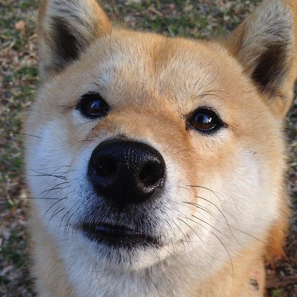 德意志棋局与橙衣刺客,当精密齿轮遭遇历史感的致命接管