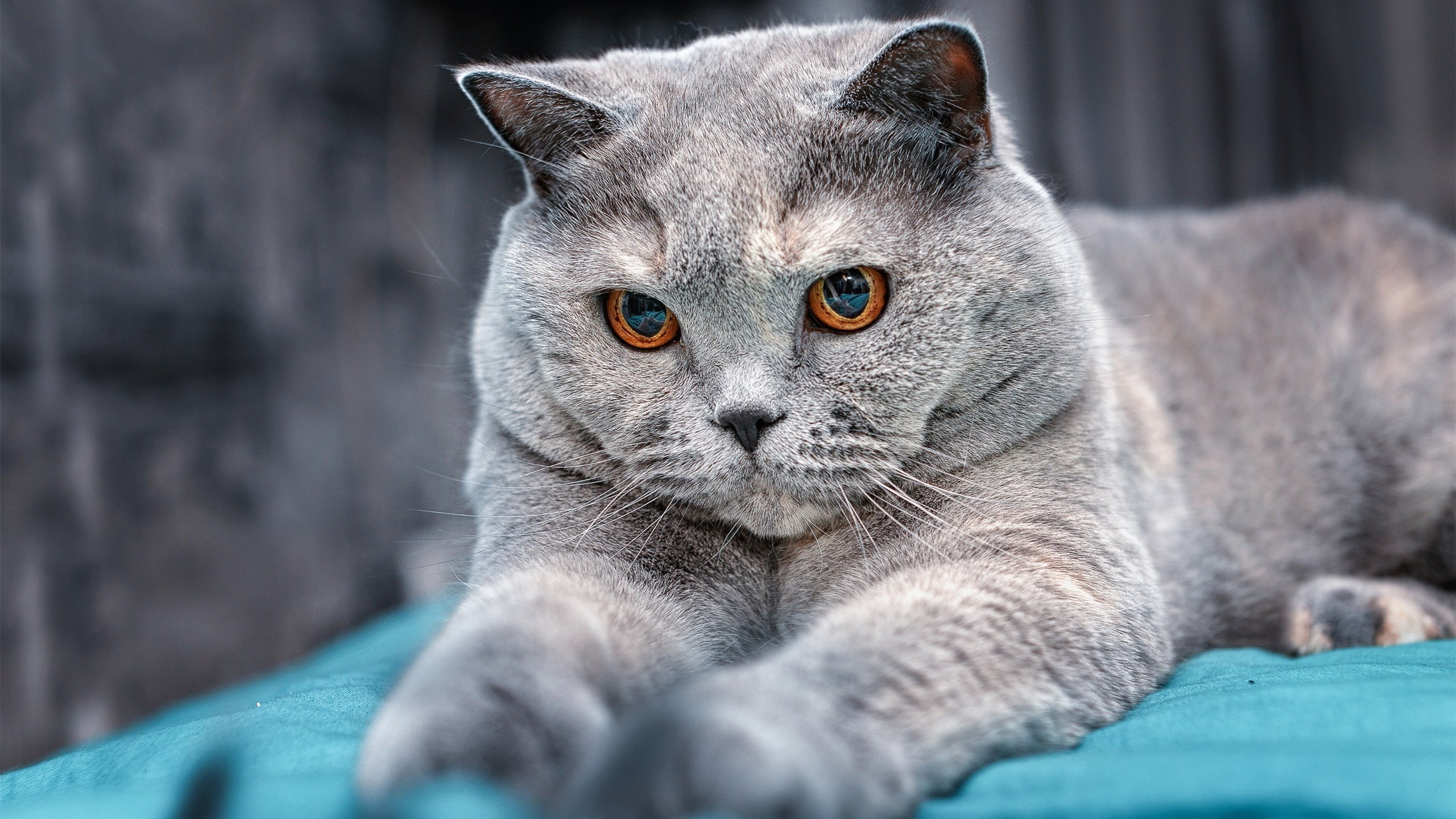 足球双线传奇,秘鲁加时鏖战擒洪都拉斯,劳塔罗德甲争冠战独揽风云