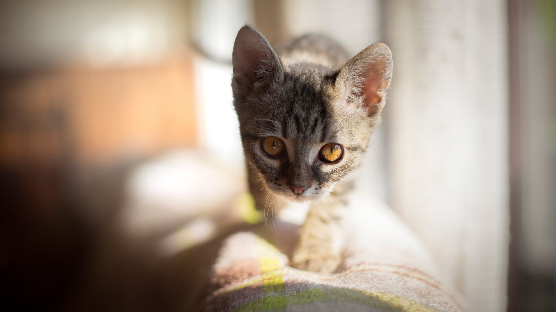 三分剑与谎言，哈登如何用一记不可能的投篮刺穿森林狼的围城