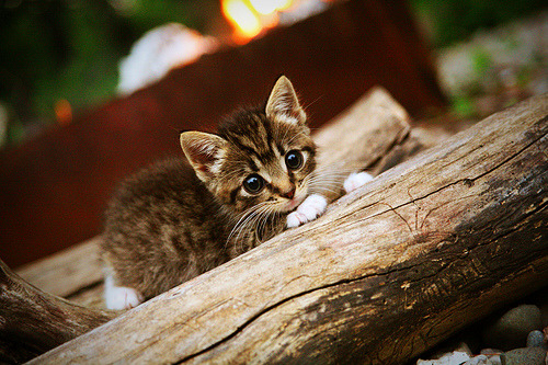 中场屏障还是战术革命？法比尼奥爆发背后，加纳如何完成了对拉齐奥的全面压制