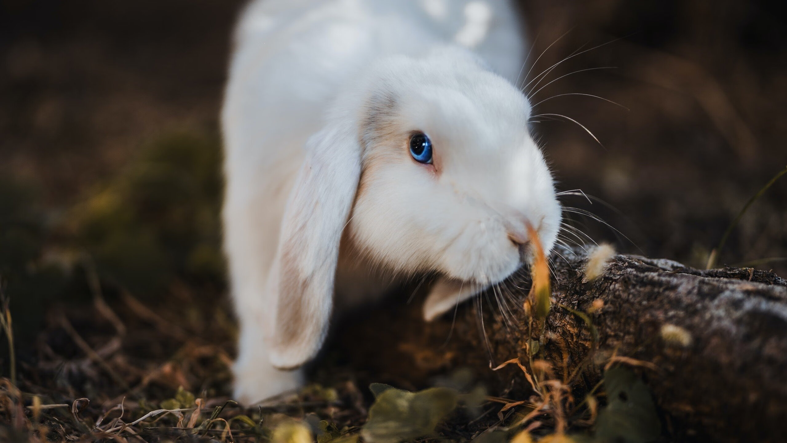无名之辈屠龙记，布伦森永不断电，开拓者掀翻独行侠的底层密码